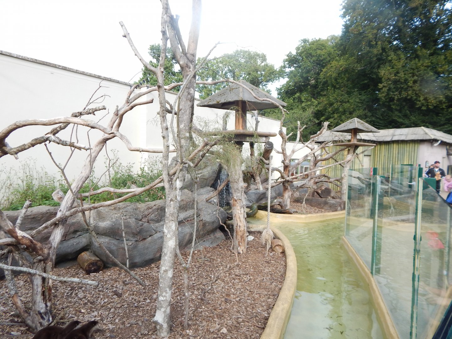 Binturong and Asian small-clawed otter exhibit 110921