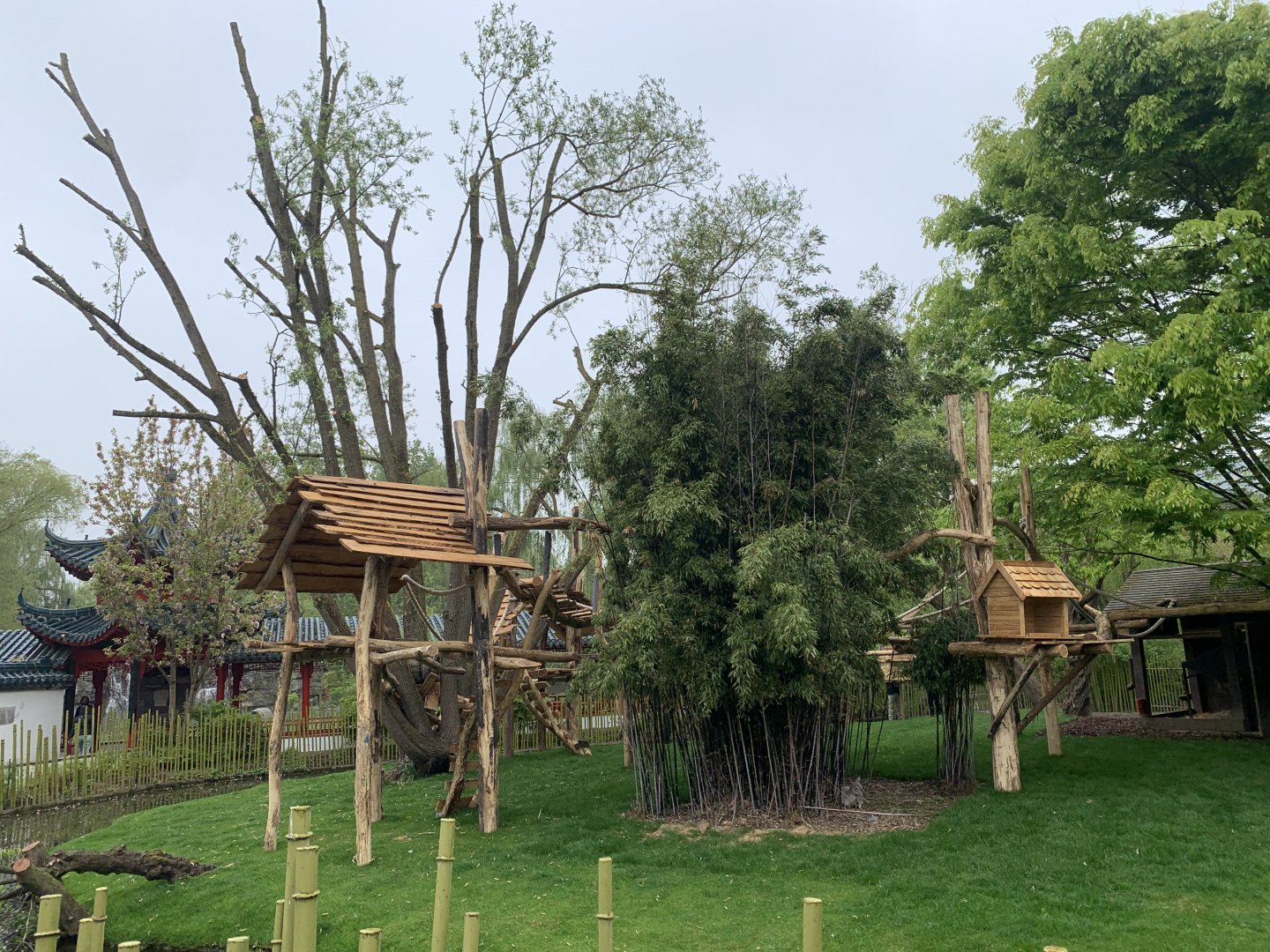 Binturong and Bharal enclosure with new climbing frames