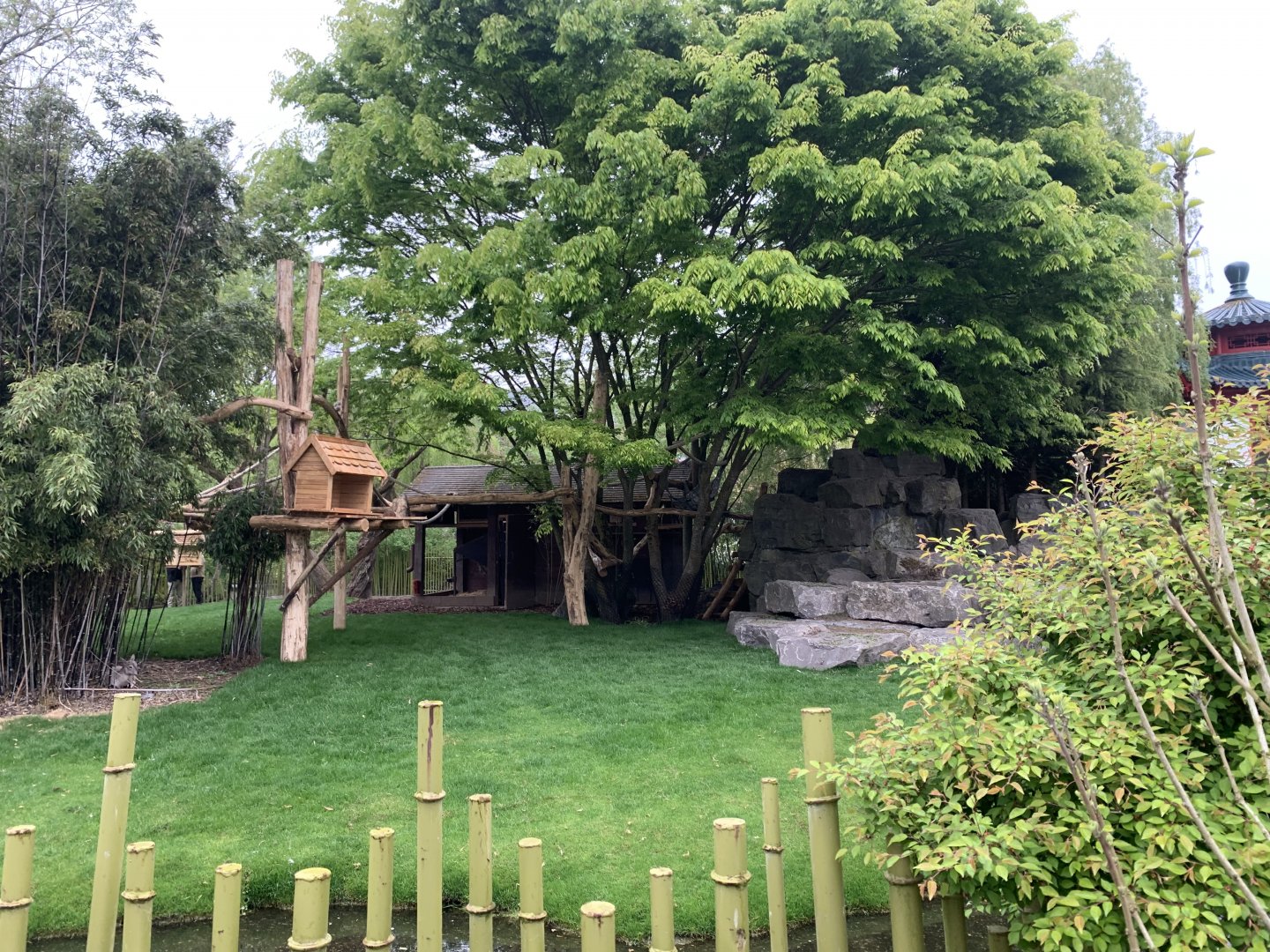 Binturong and Bharal enclosure with new climbing frames