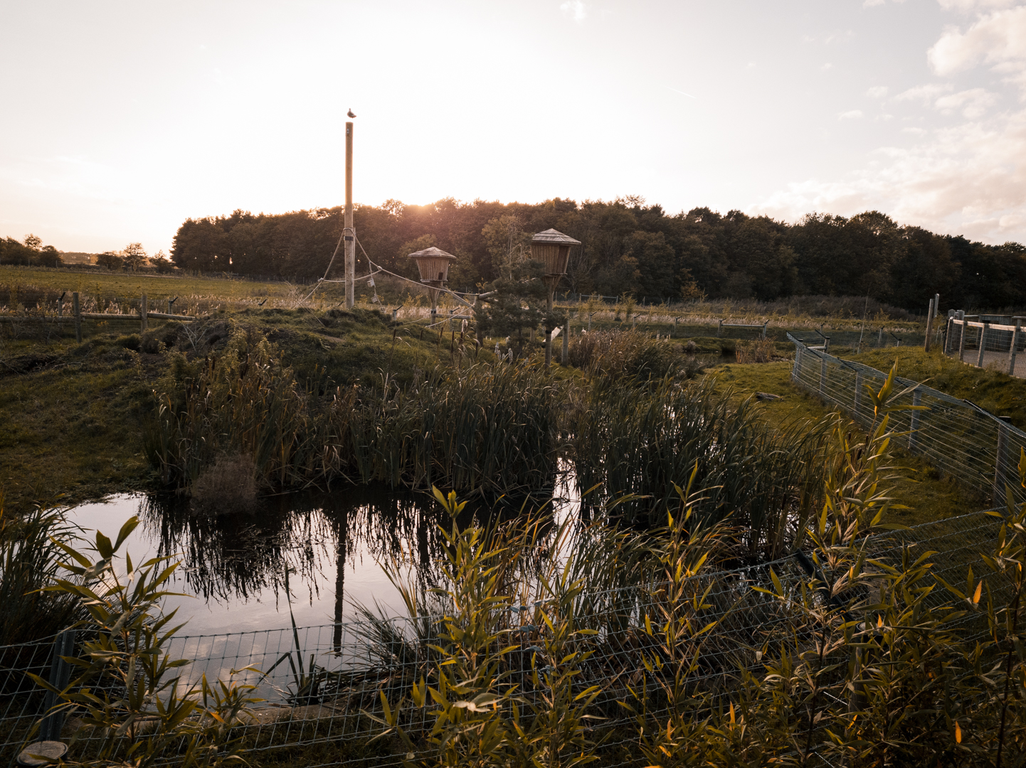 Binturong and Indochinese Smooth-Coated Otter enclosure