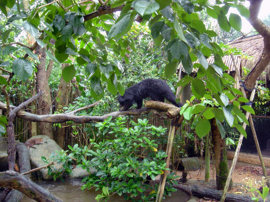 Binturong and Otter exhibit, Singapore Zoo