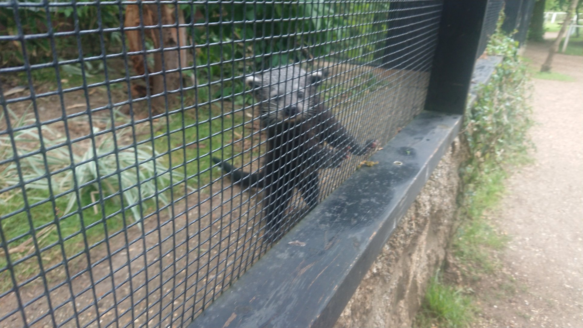 Binturong, Approximately 6 weeks old