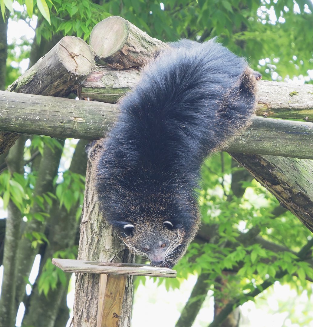 Binturong (Arctictis binturong), 2023-05-16