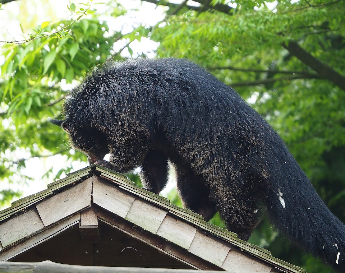 Binturong (Arctictis binturong), 2023-05-16