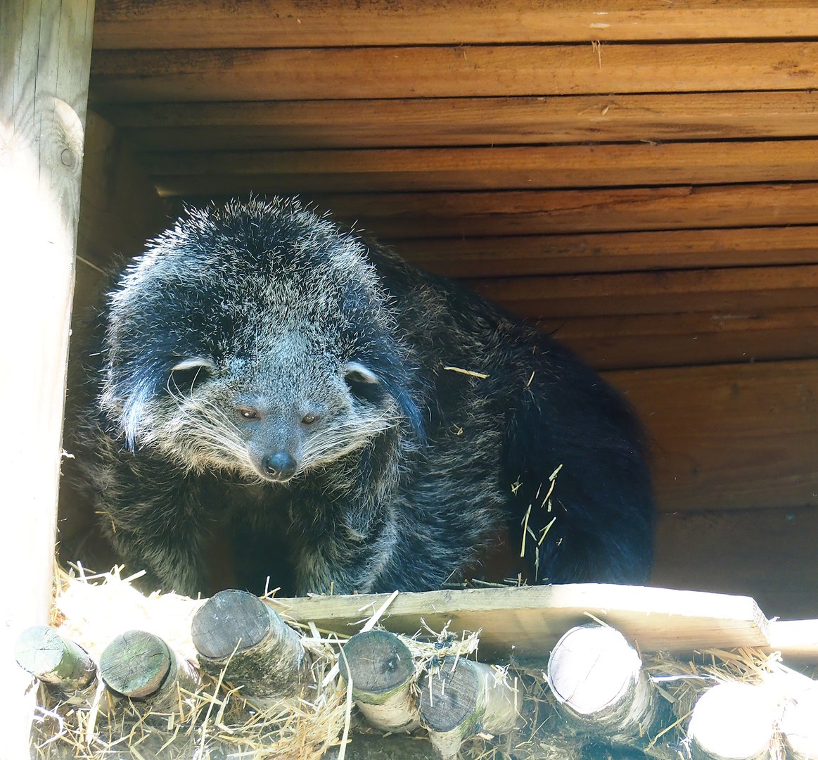 Binturong (Arctictis binturong), 2023-05-19