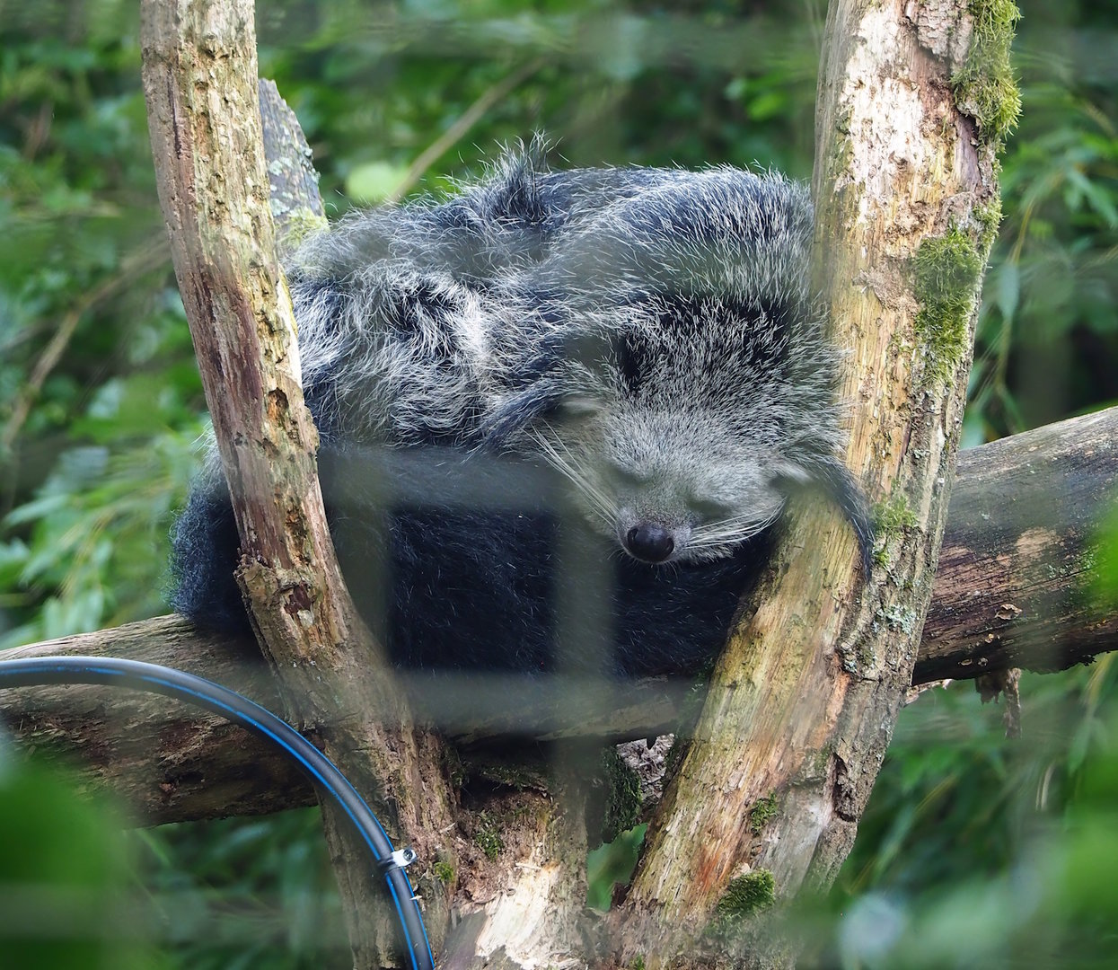 Binturong (Arctictis binturong), 2023-10-07