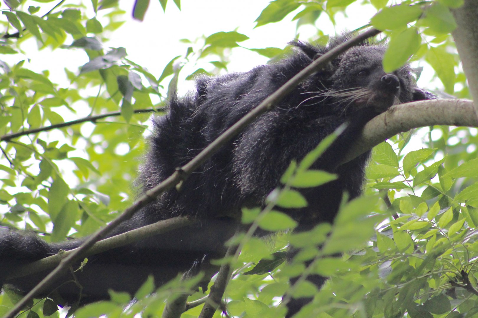Binturong (Arctictis binturong) at Tayto Park - 10/08/2021