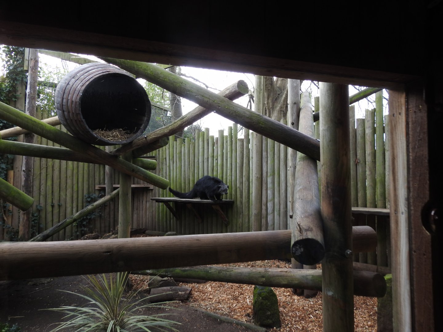 Binturong (Arctictis binturong) Enclosure