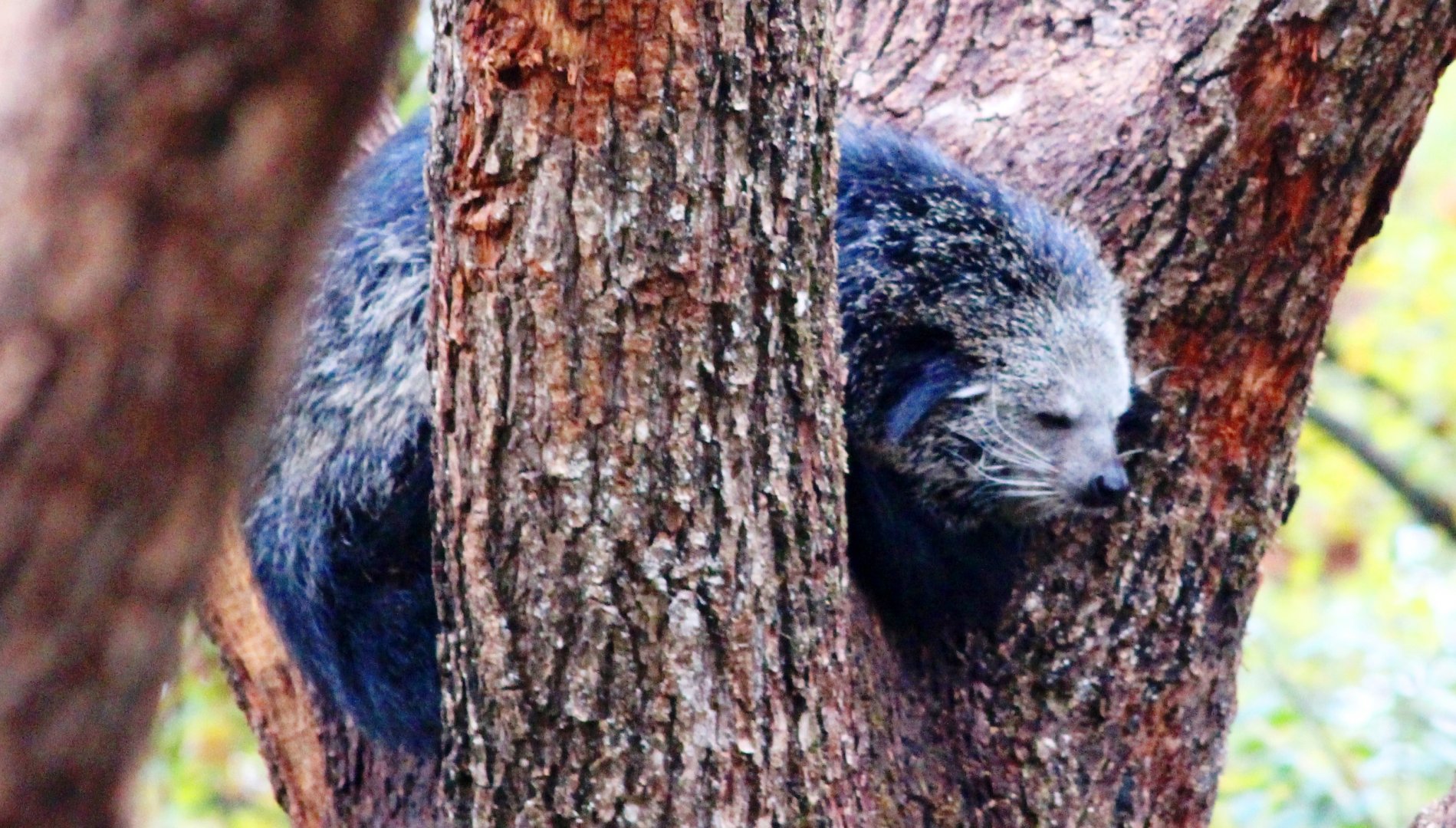 Binturong (Arctictis binturong) in Jardin des Plantes; 24th November 2018