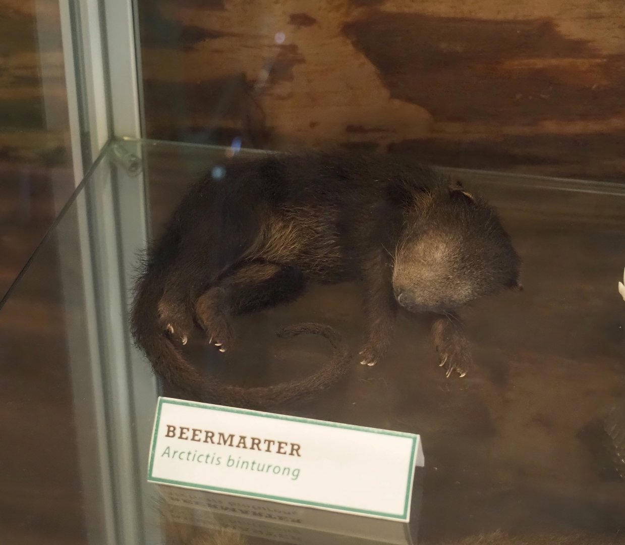 Binturong (Arctictis binturong) pup taxidermy, 2025-04-12