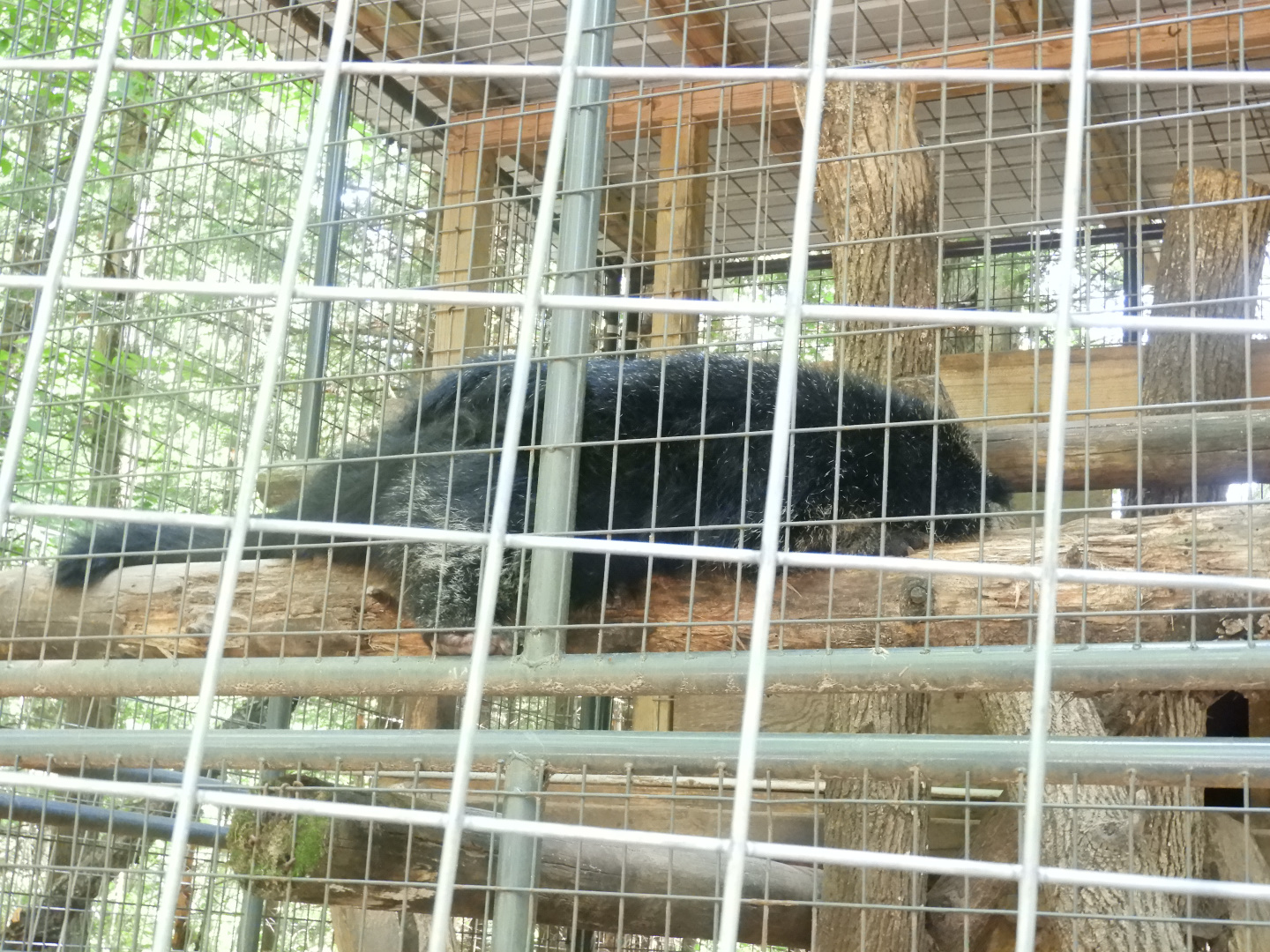 Binturong (Arctictis binturong) sleeping
