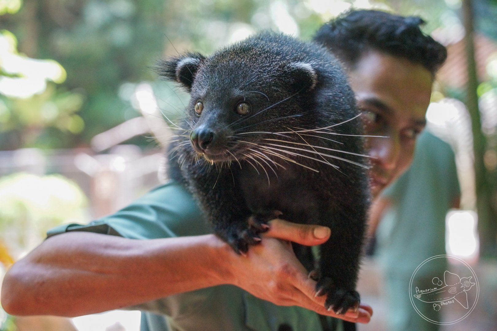 Binturong (Arctictis binturong) with Zookeeper