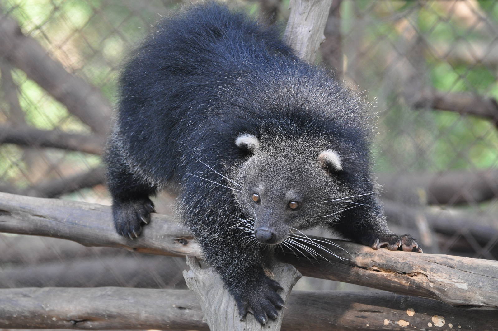 Binturong/ Arctictis binturong