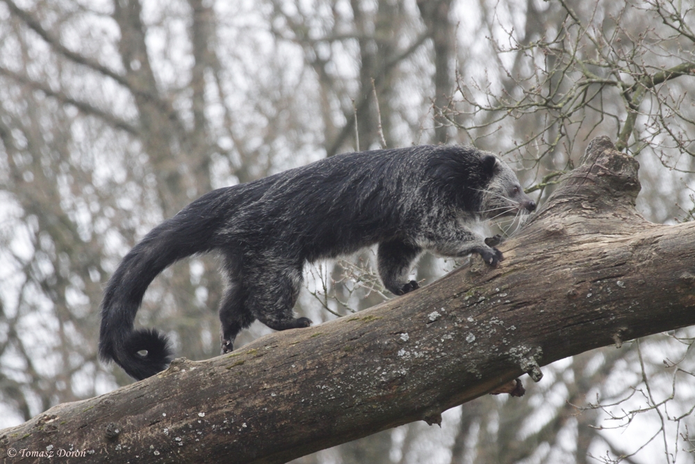 Binturong (Arctictis binturong)