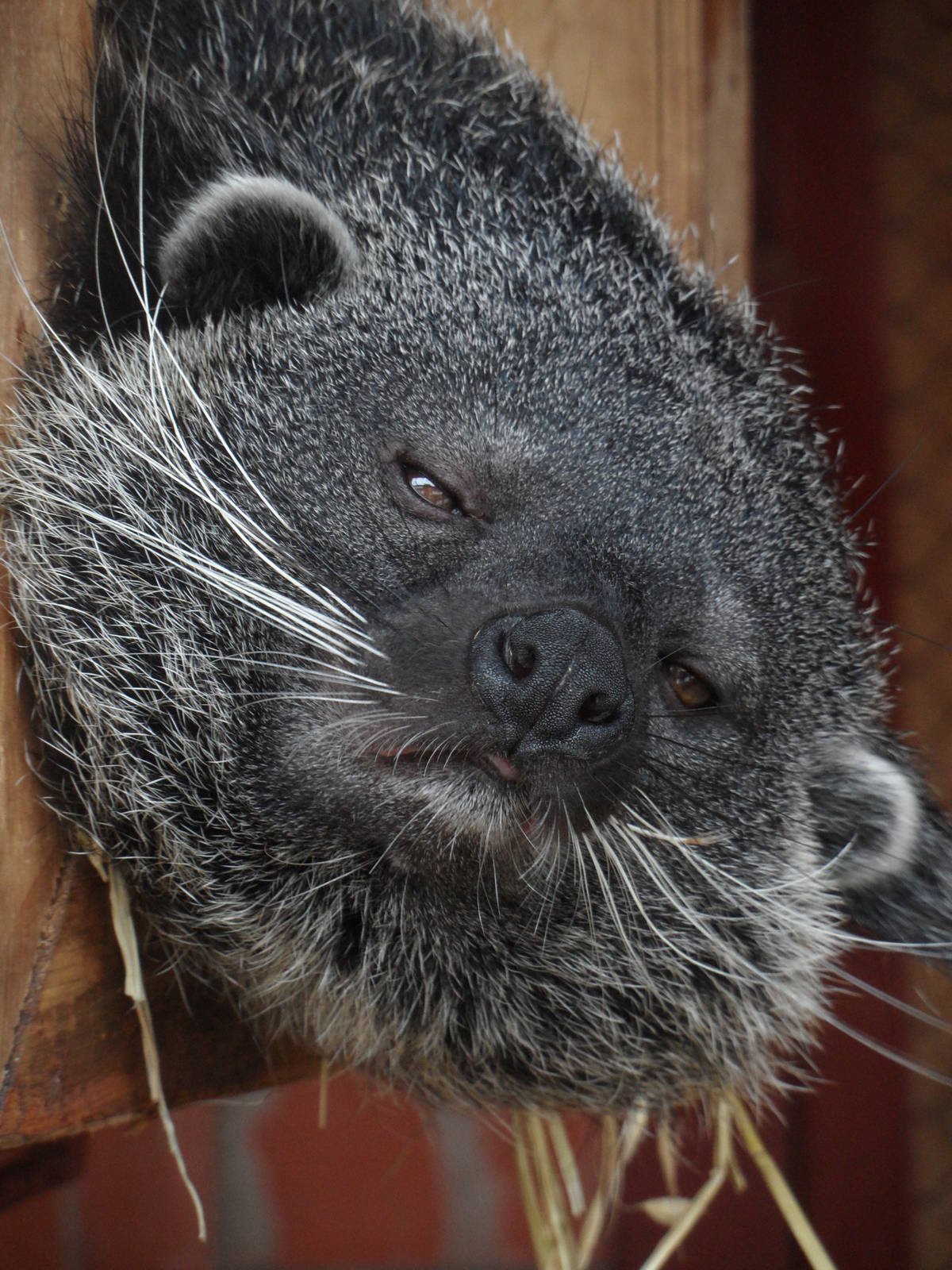 Binturong/Arctictis binturong