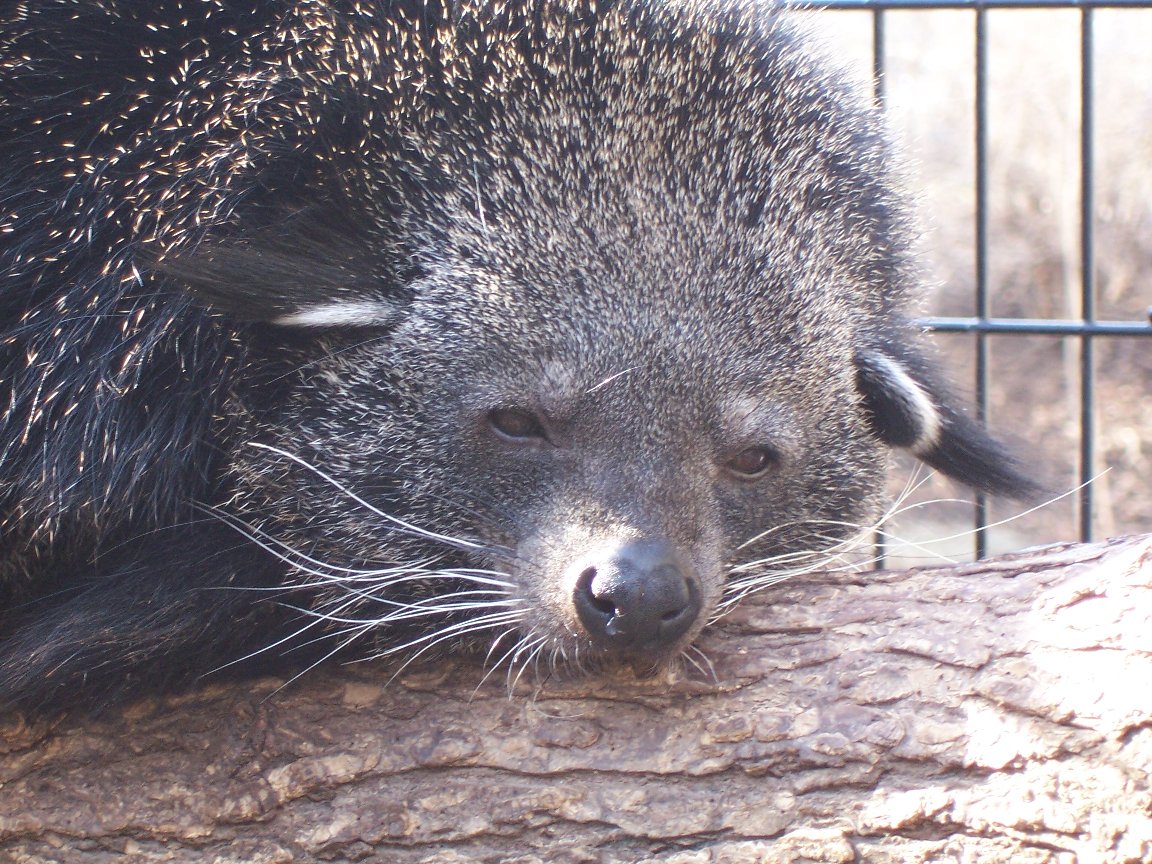 Binturong (Arctictis binturong)