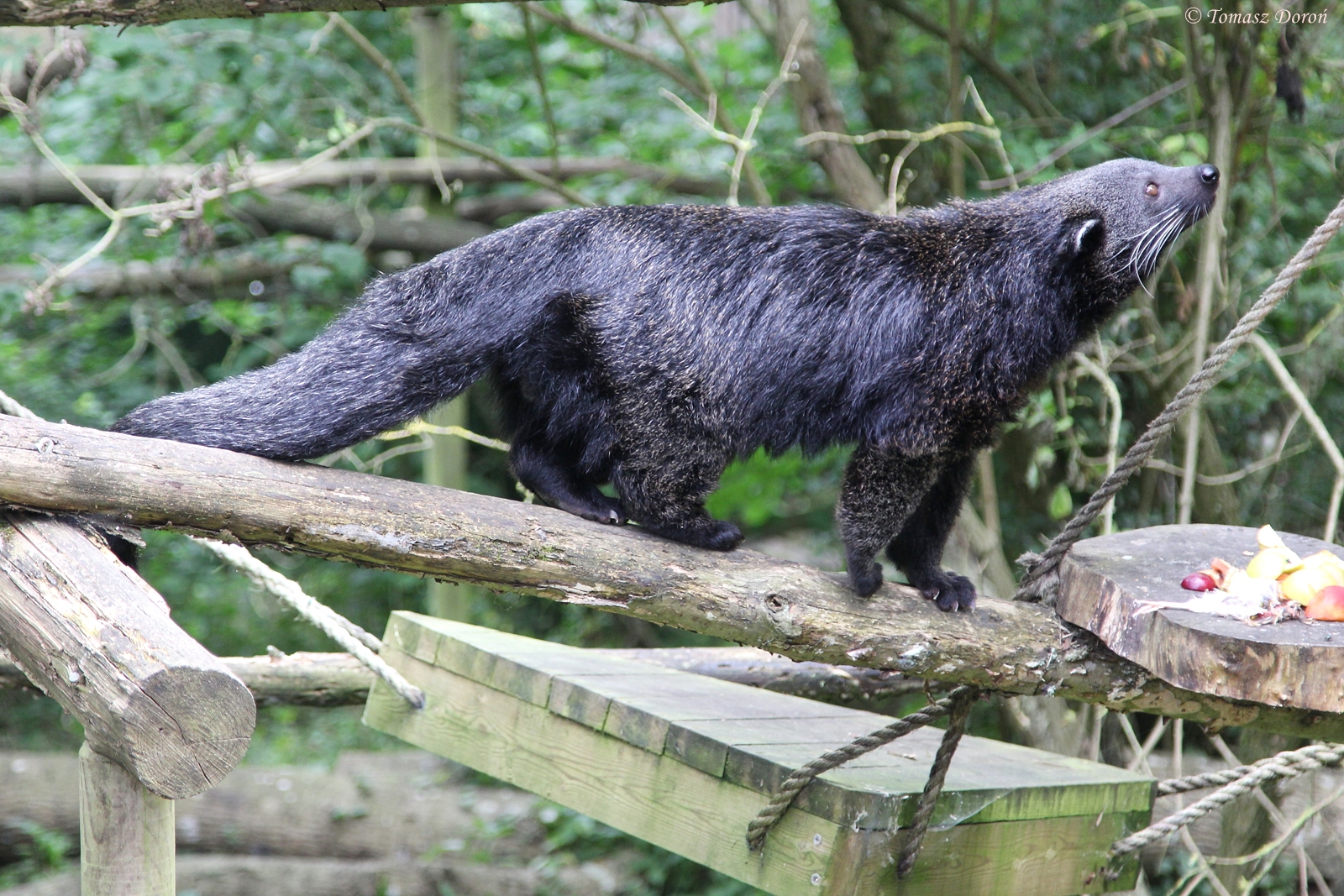 Binturong (Arctictis binturong)