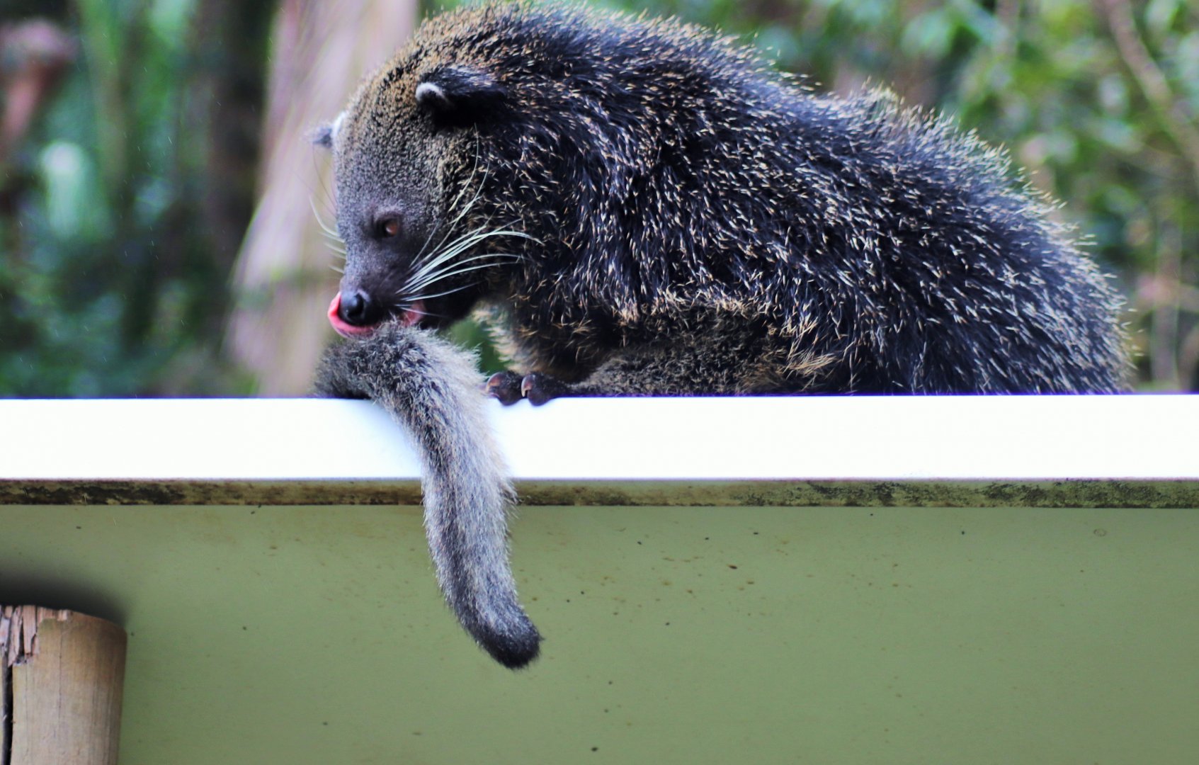 Binturong (Arctictis binturong)