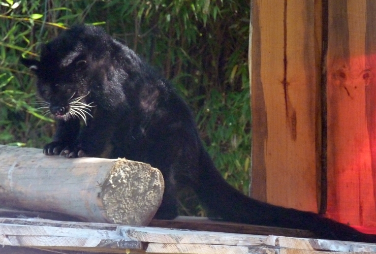 Binturong (Arctictis binturong)