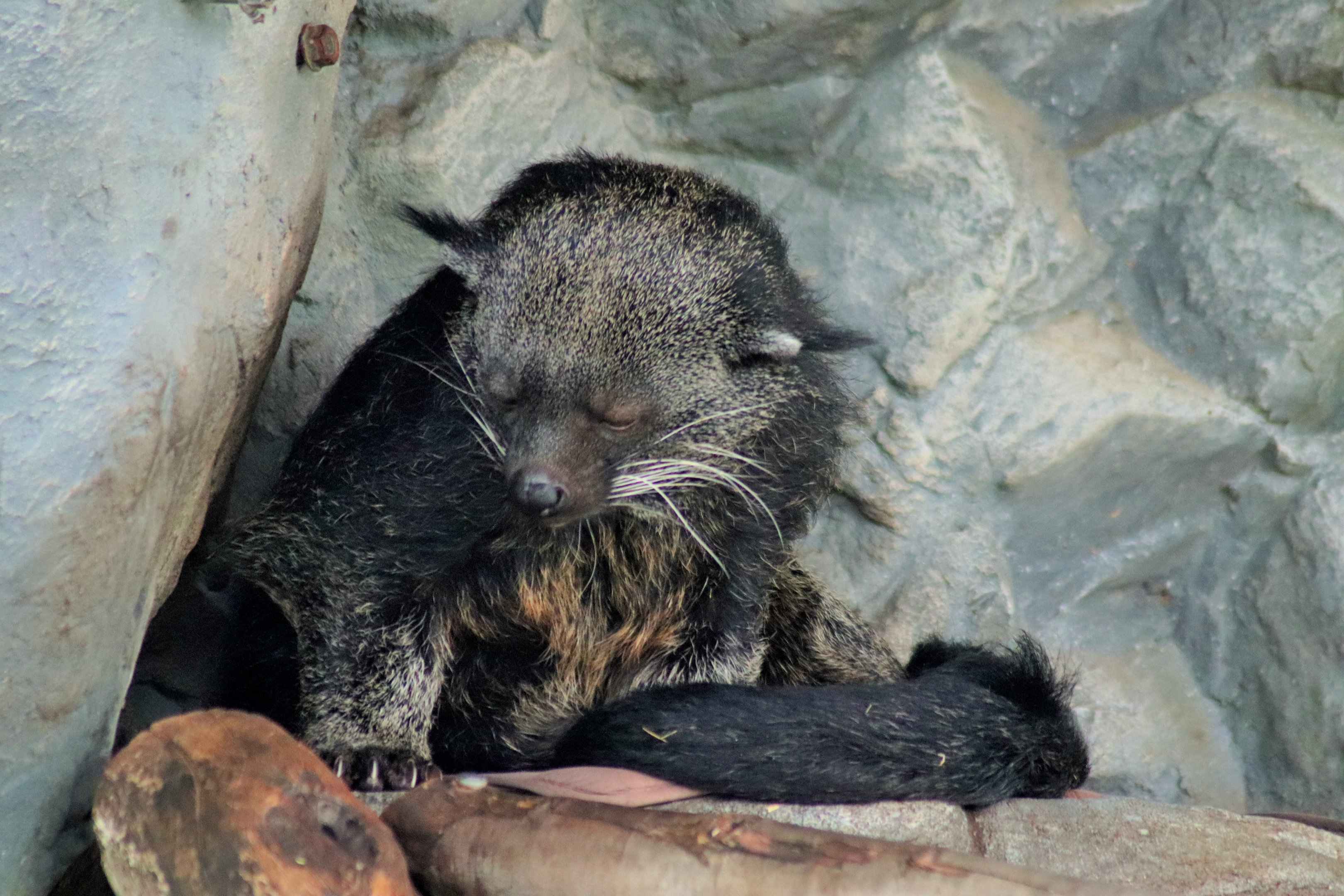 Binturong (Arctictis binturong)
