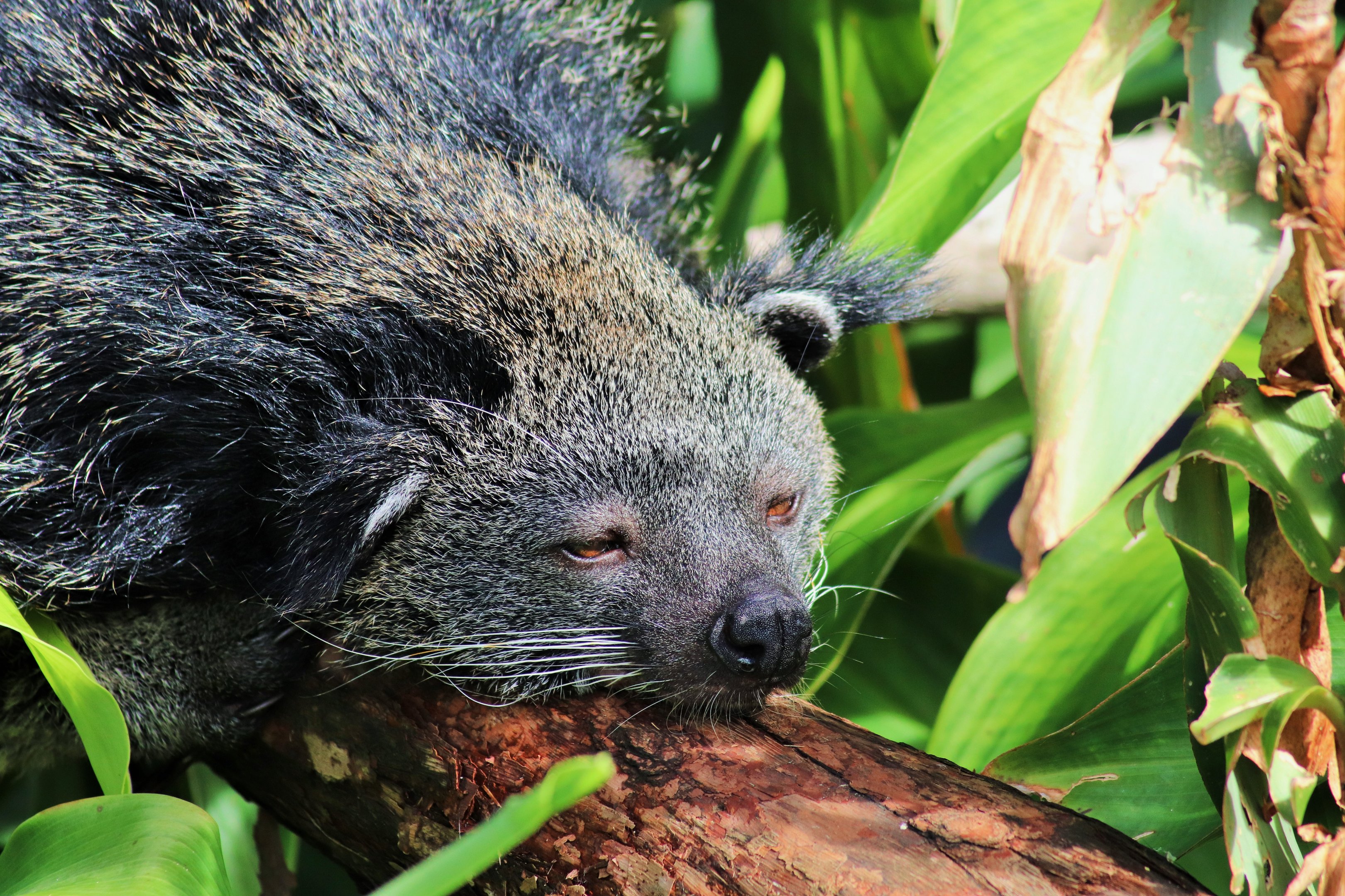 Binturong (Arctictis binturong)