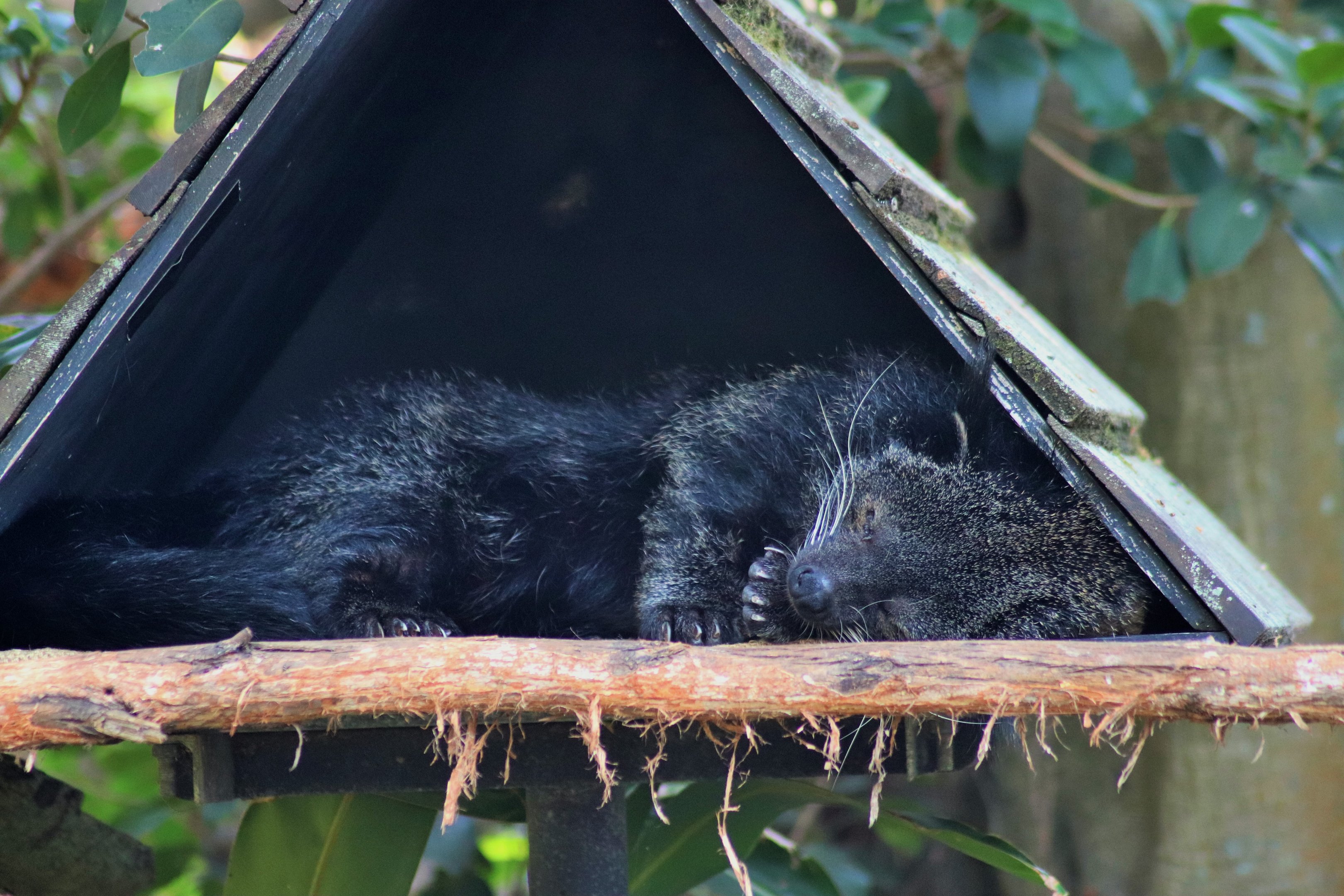 Binturong (Arctictis binturong)