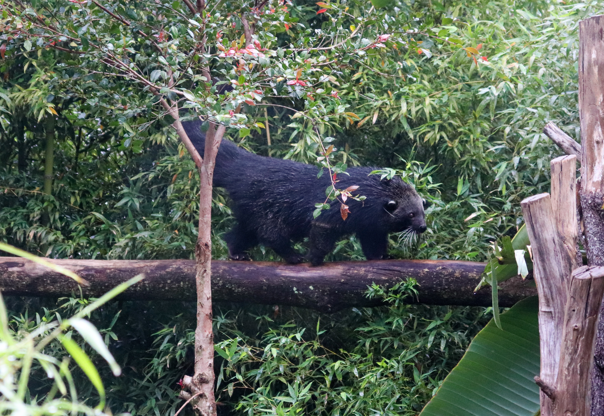 Binturong (Arctictis binturong)