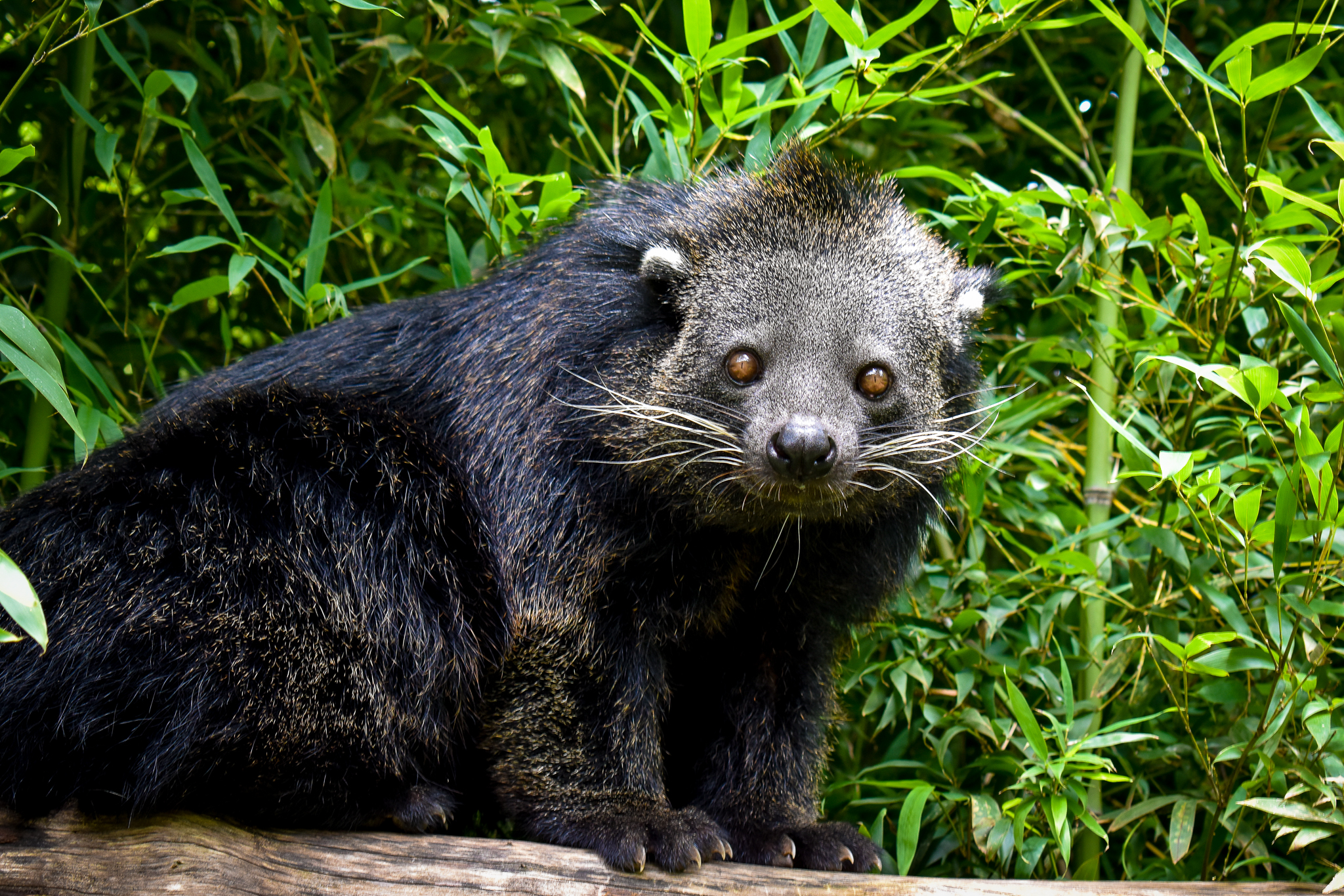 Binturong (Arctictis binturong)