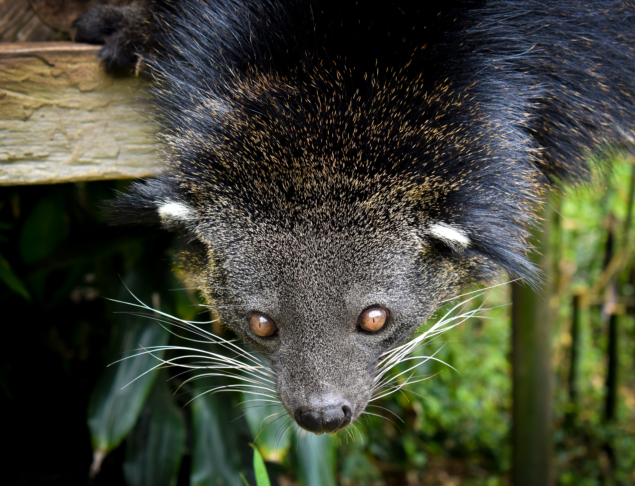 Binturong (Arctictis binturong)