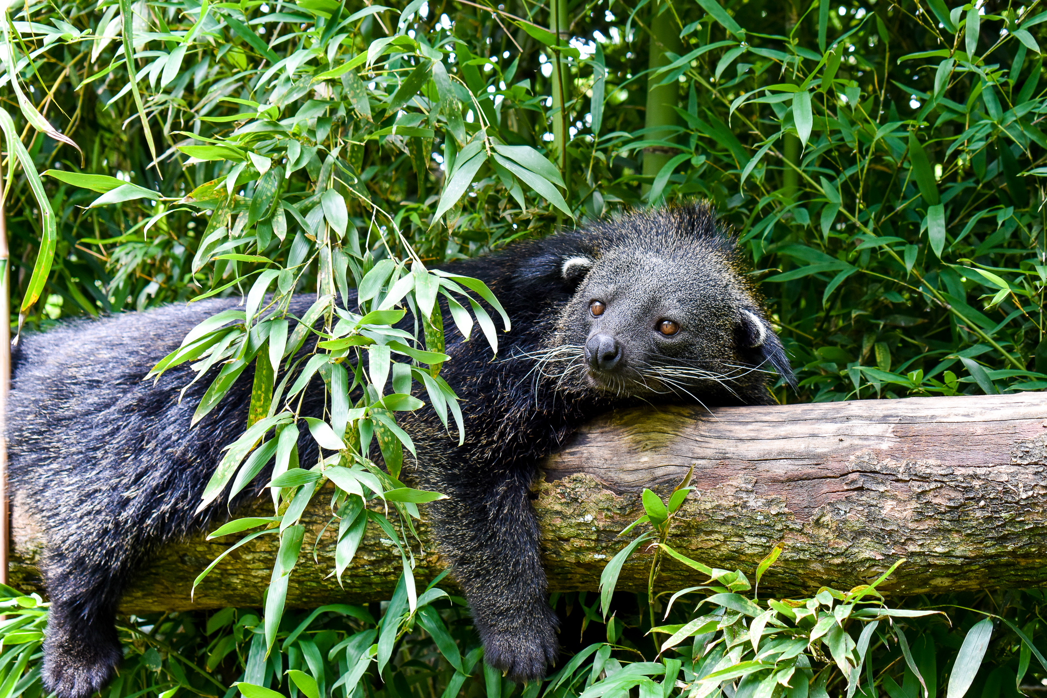 Binturong (Arctictis binturong)