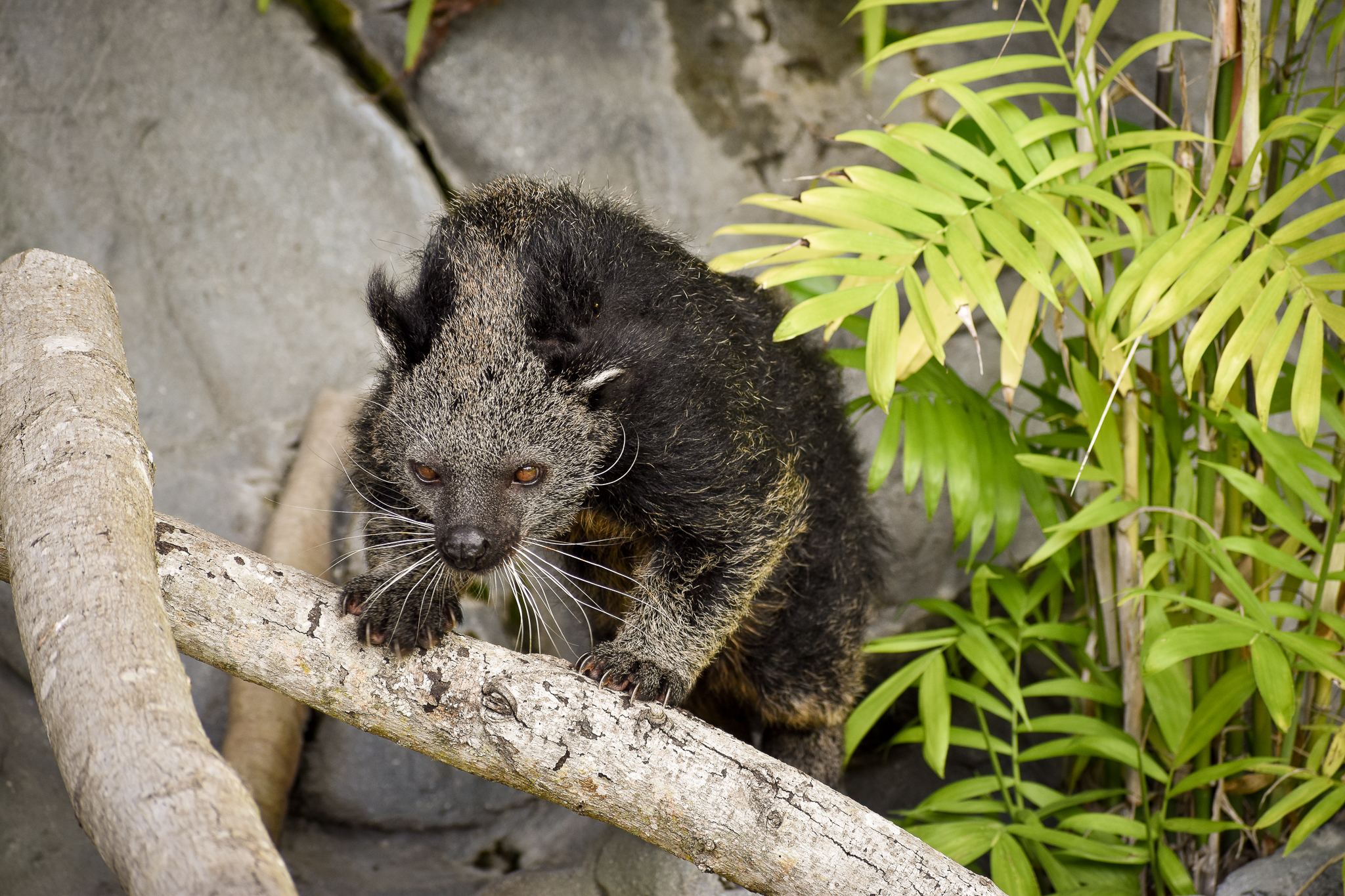 Binturong (Arctictis binturong)