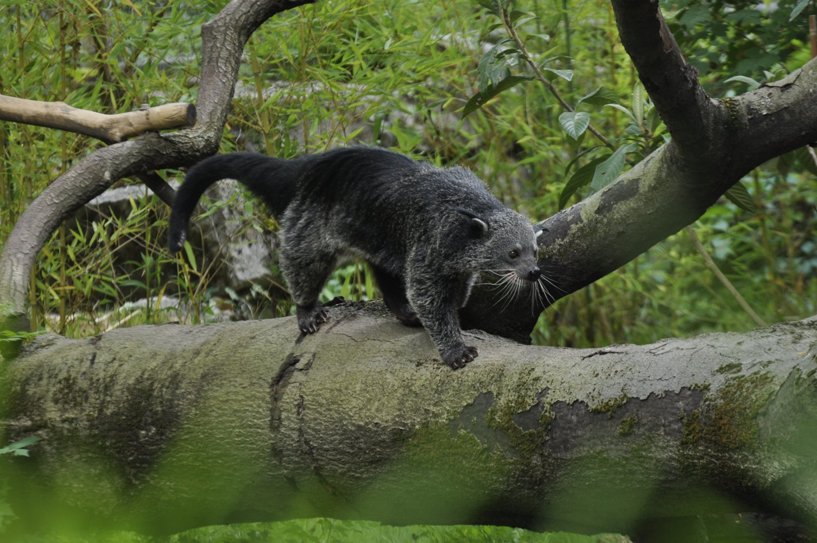 Binturong (Arctictis binturong)