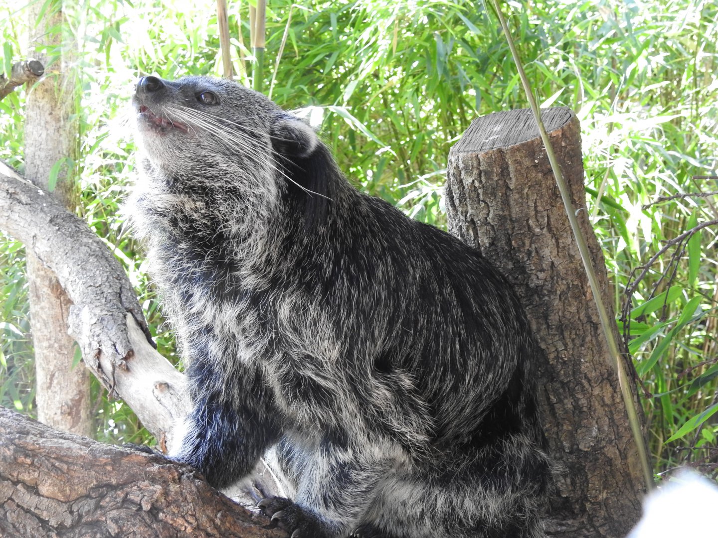 Binturong (Arctictis binturong)