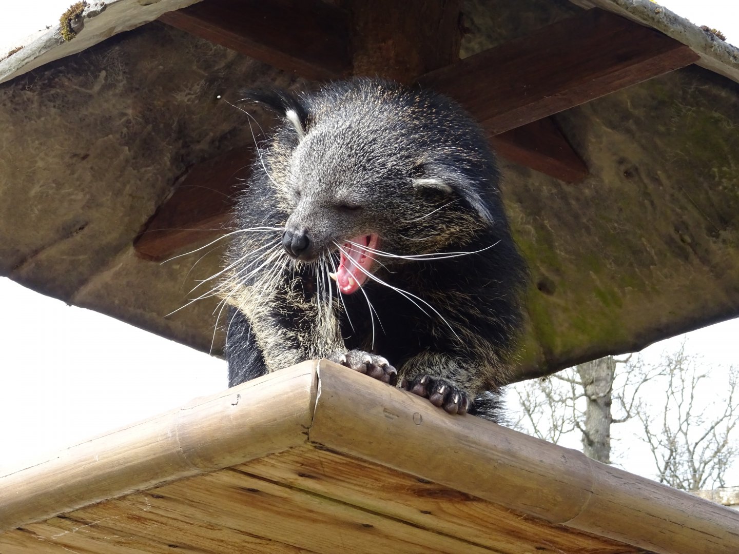 Binturong (Arctictis binturong)
