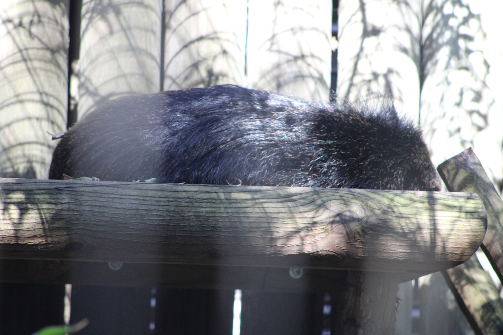 Binturong (Arctictis binturong)