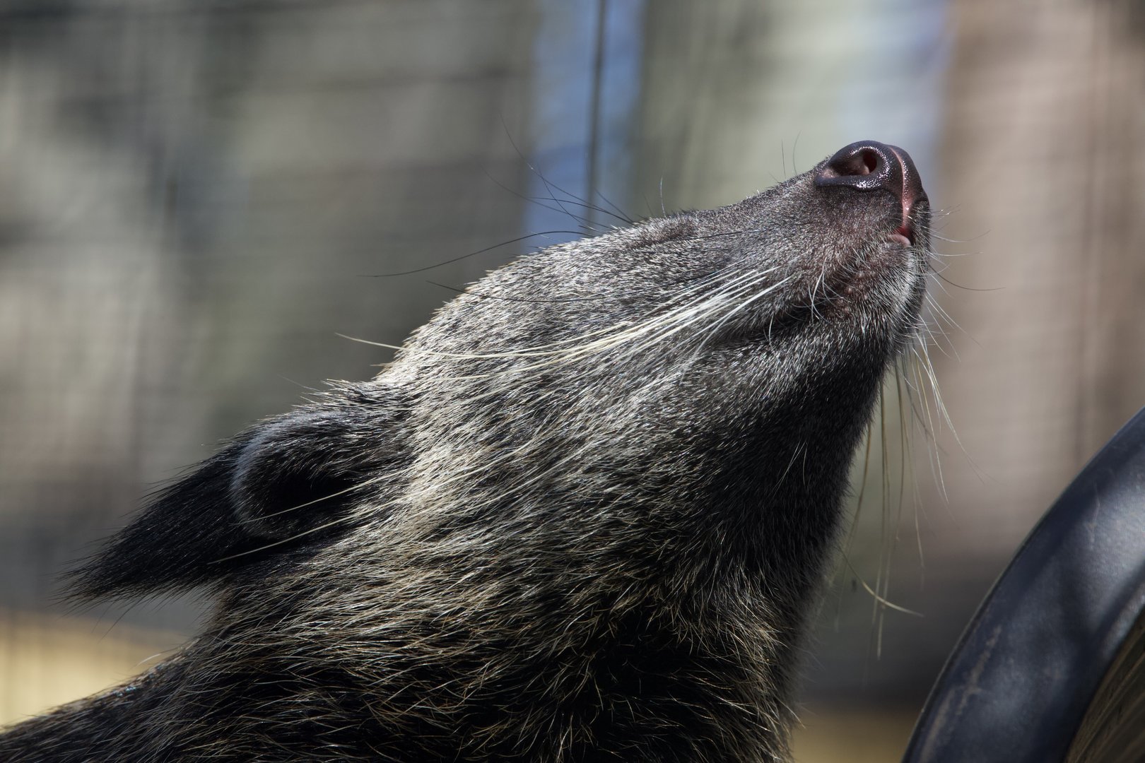 Binturong/ Arctictis binturong