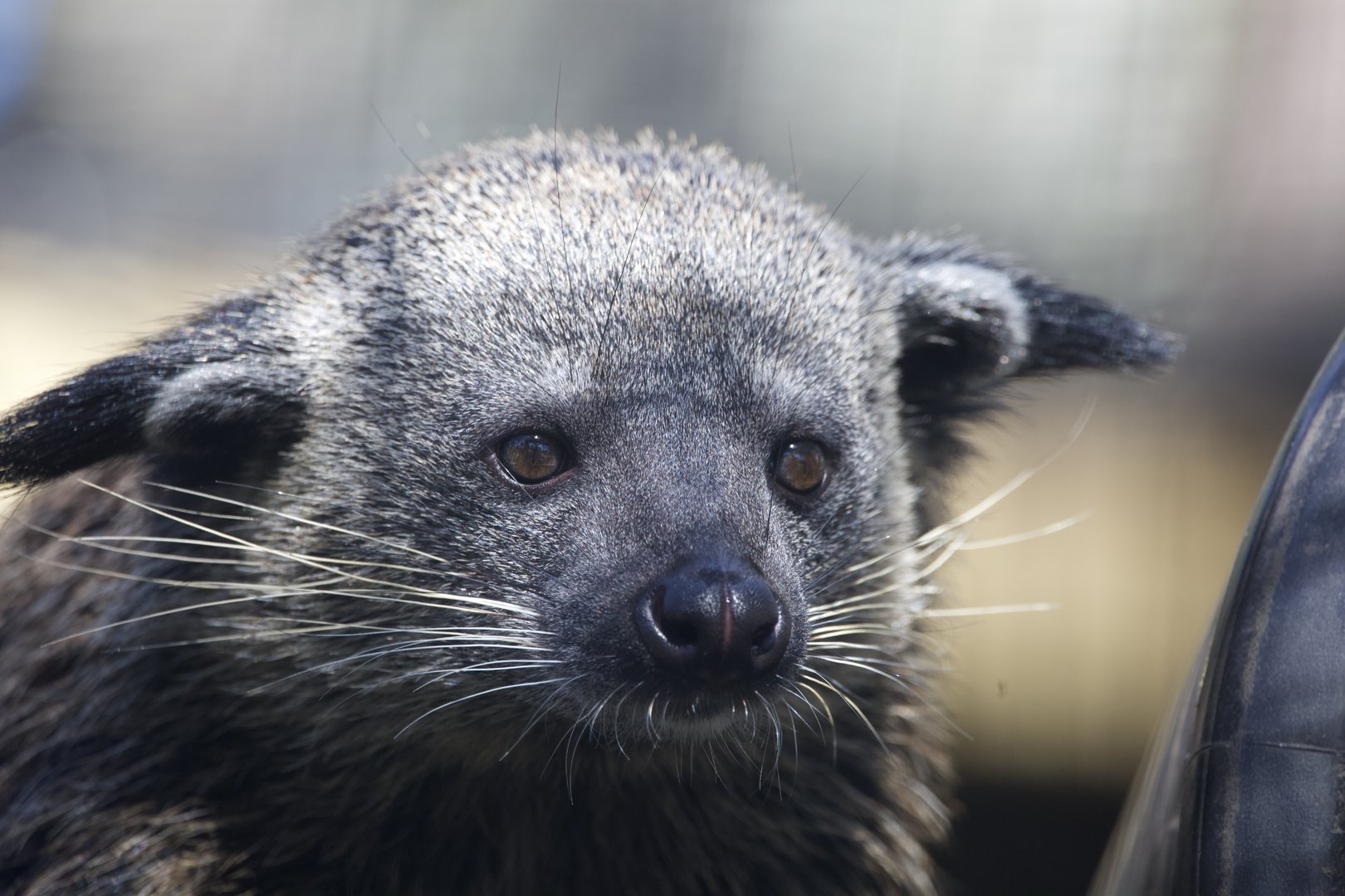 Binturong/ Arctictis binturong
