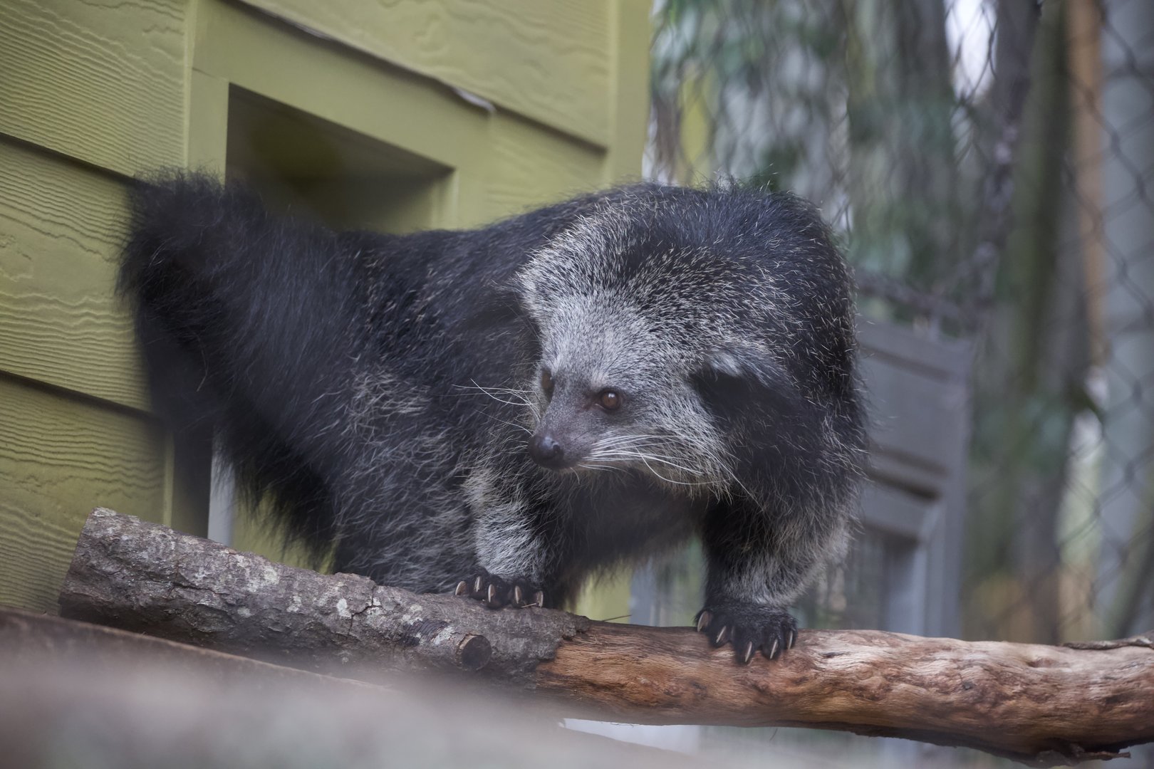Binturong/ Arctictis binturong