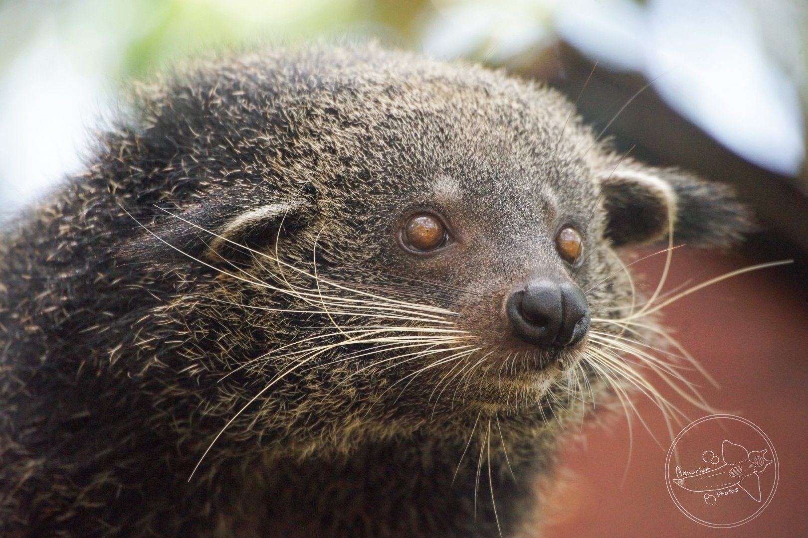 Binturong (Arctictis binturong)