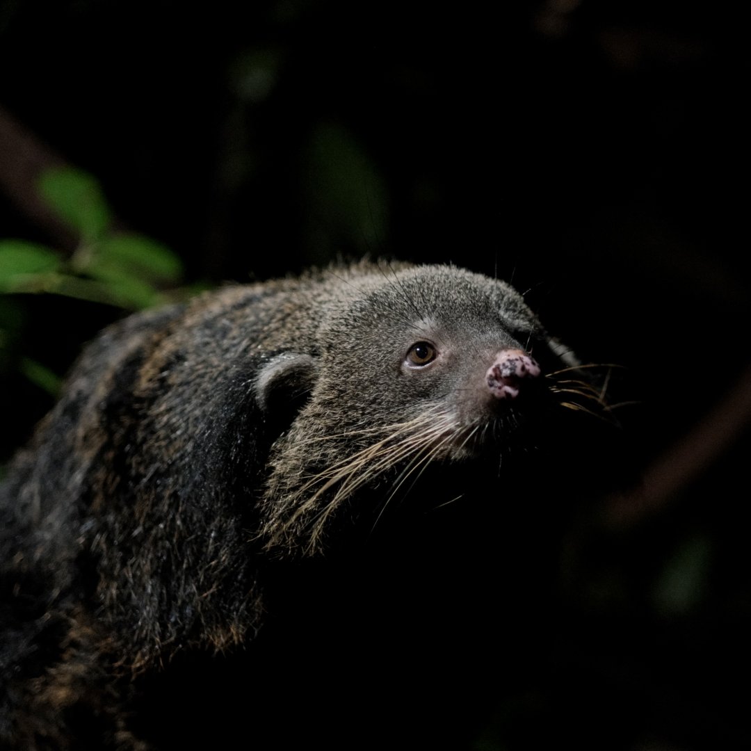 Binturong (Arctictis binturong)