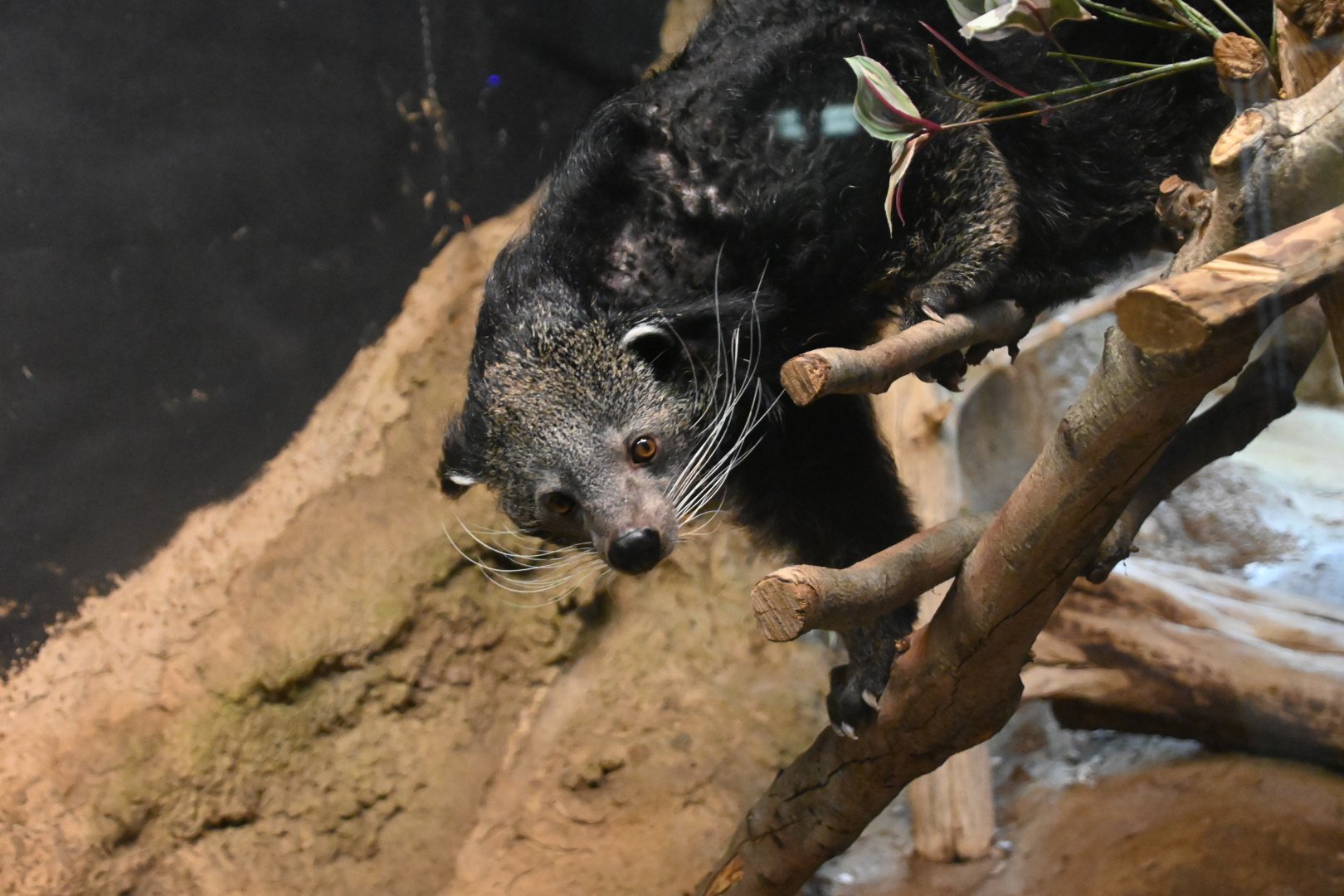 Binturong (Arctictis binturong)