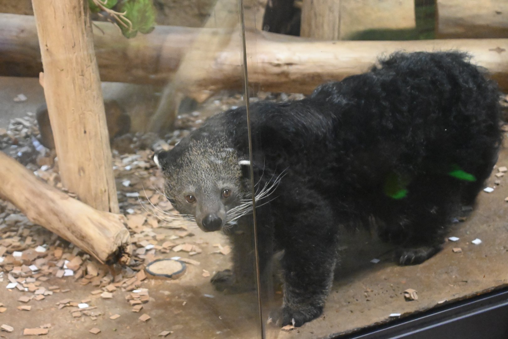 Binturong (Arctictis binturong)