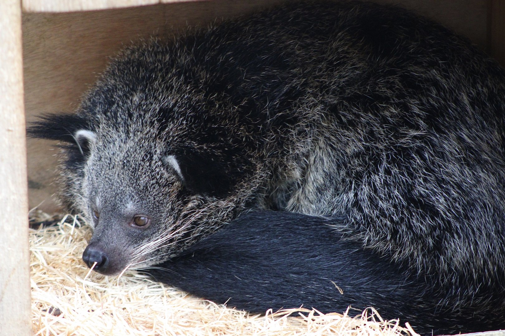 Binturong (Arctictis binturong)