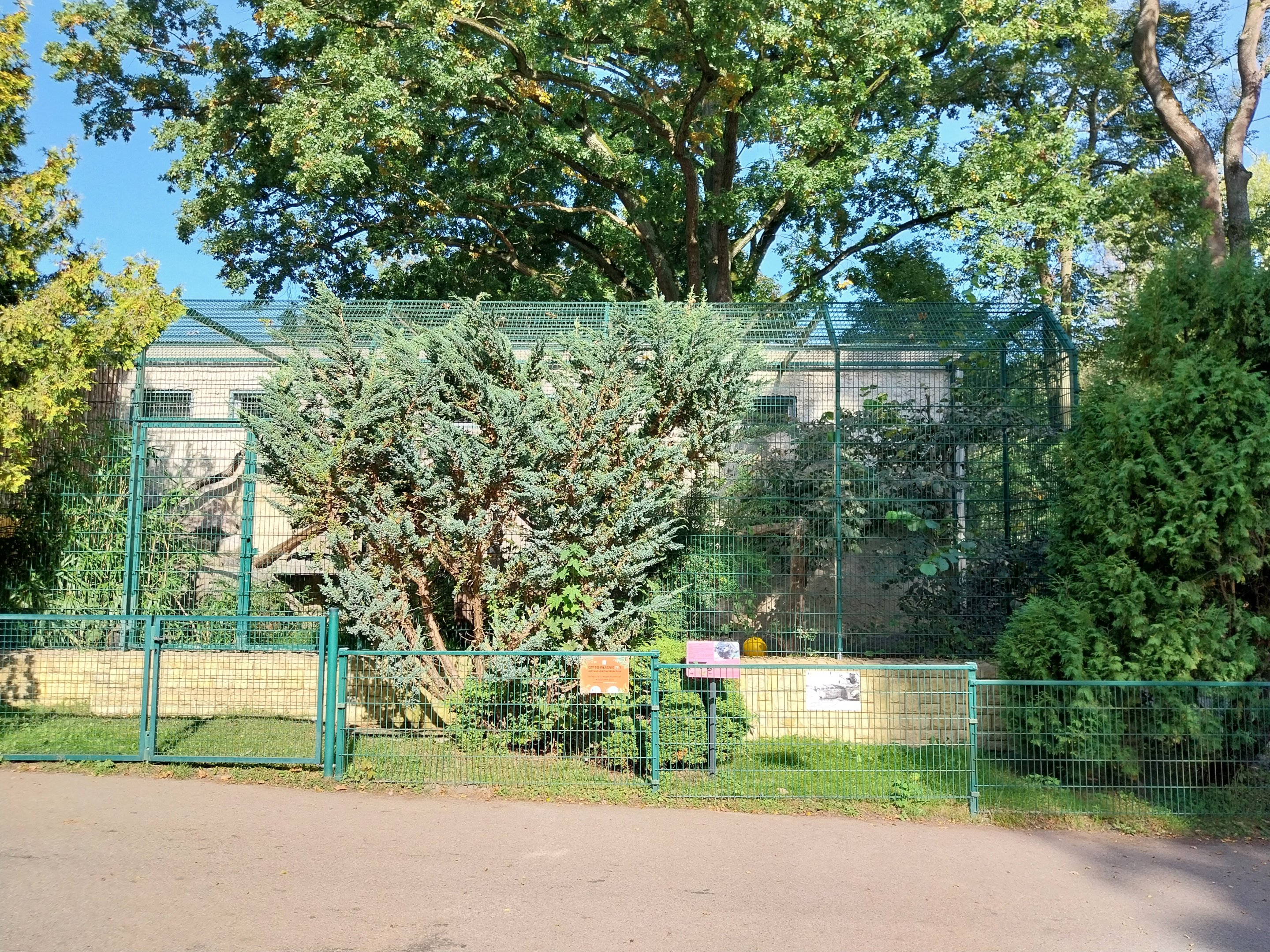 Binturong (Arctictis binturong)