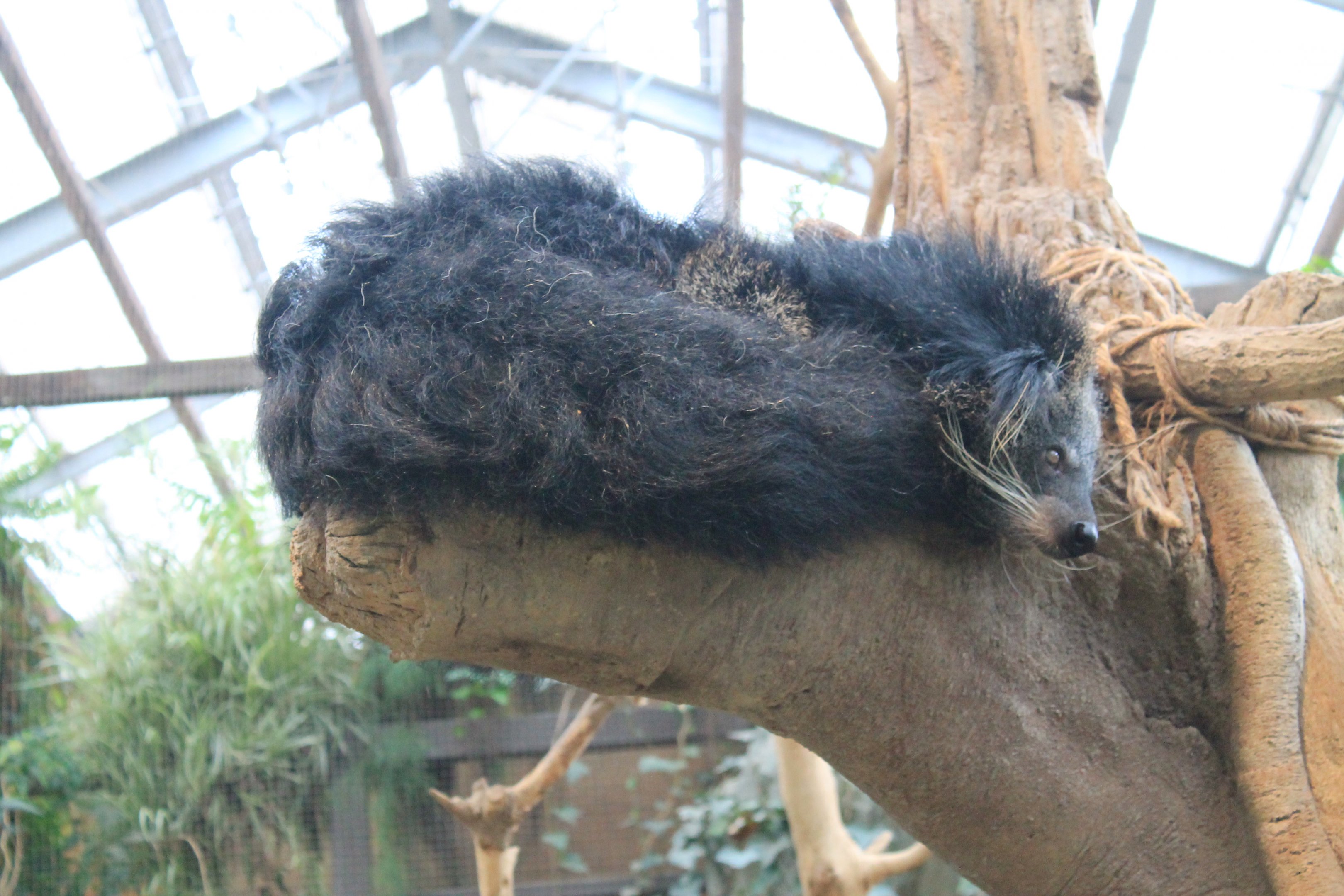 Binturong (Arctictis binturong)