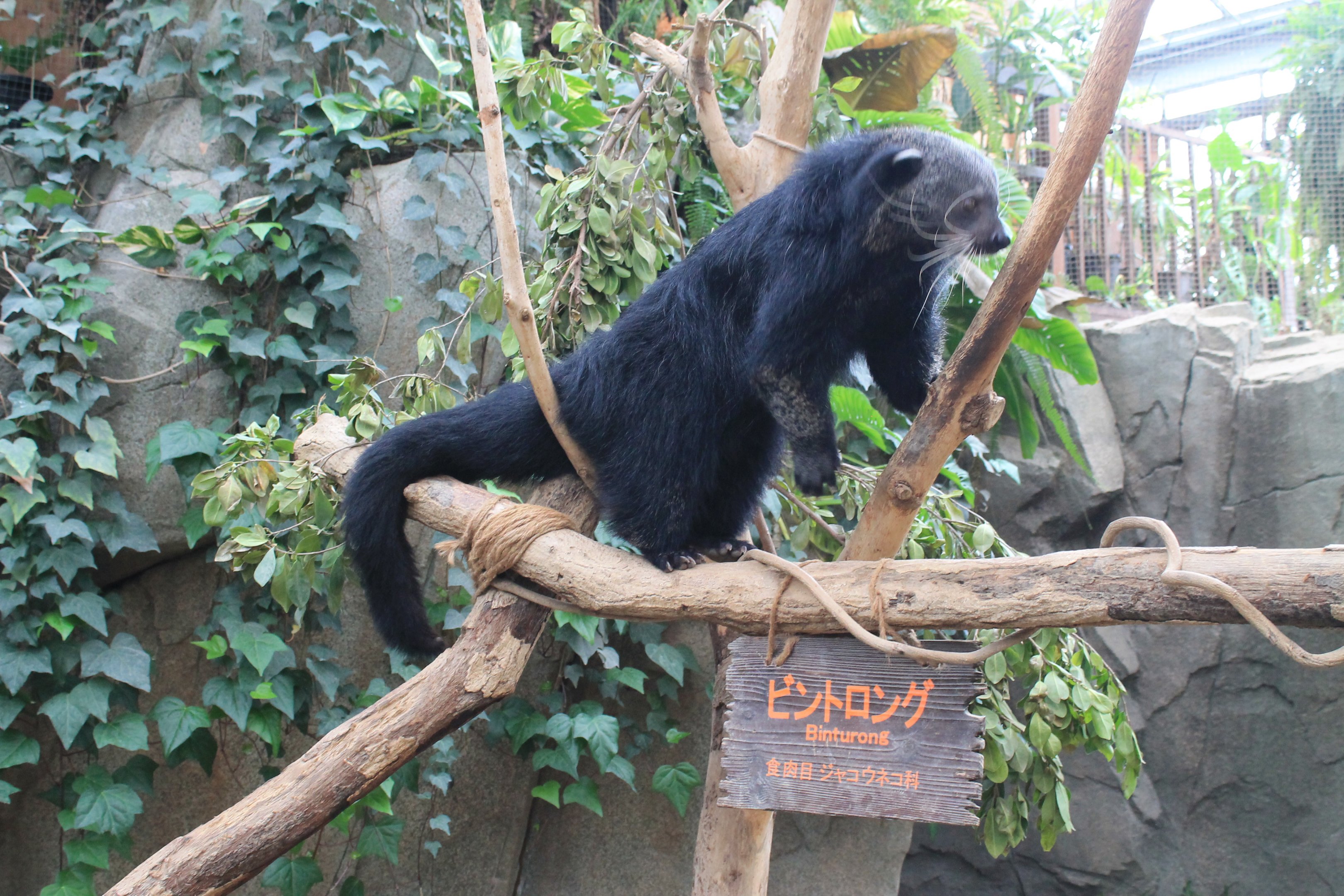 Binturong (Arctictis binturong)