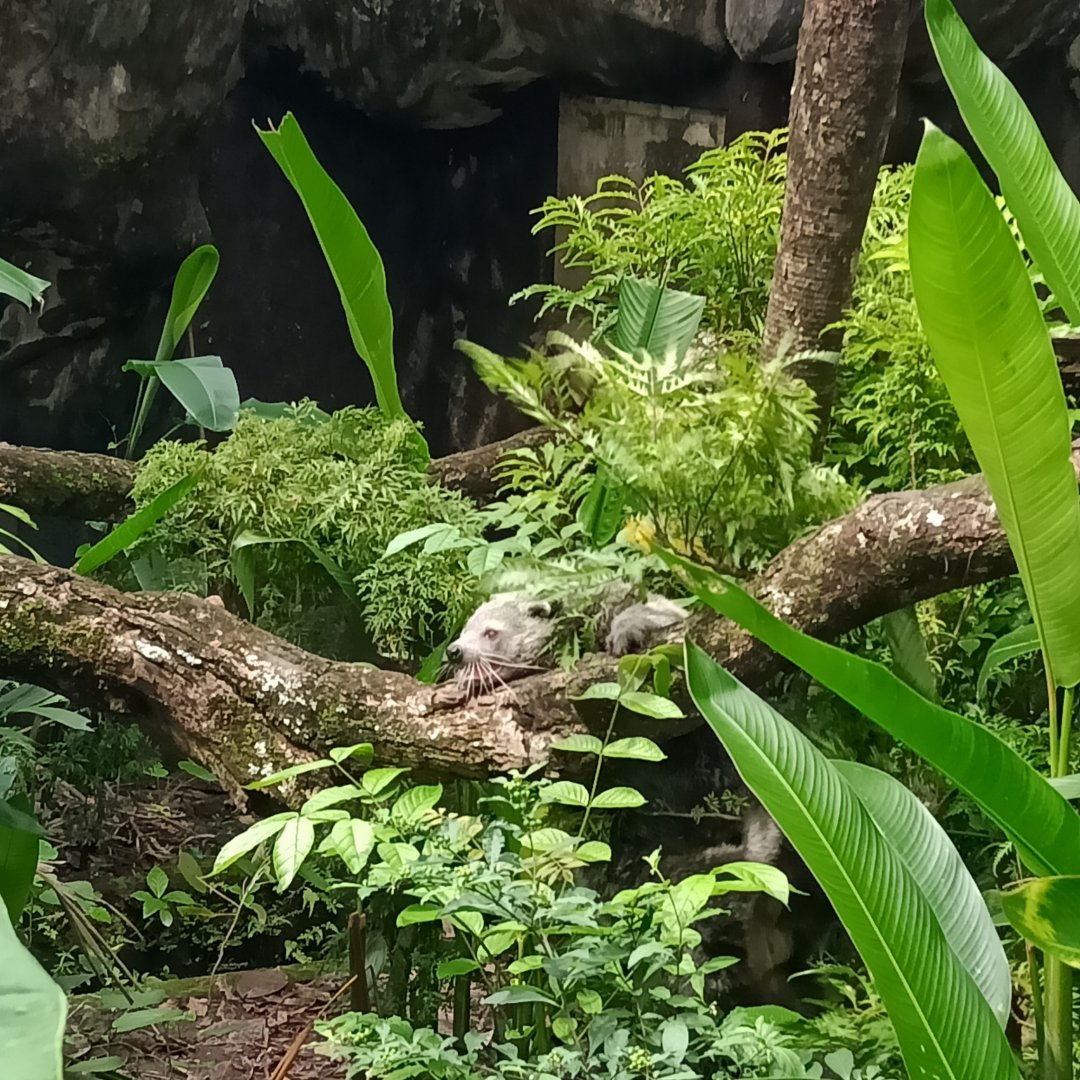 Binturong (Arctictis binturong)