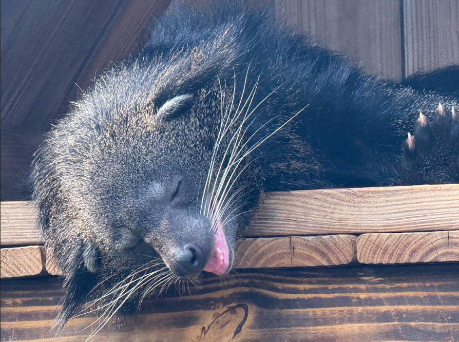 Binturong (Arctictis binturong)