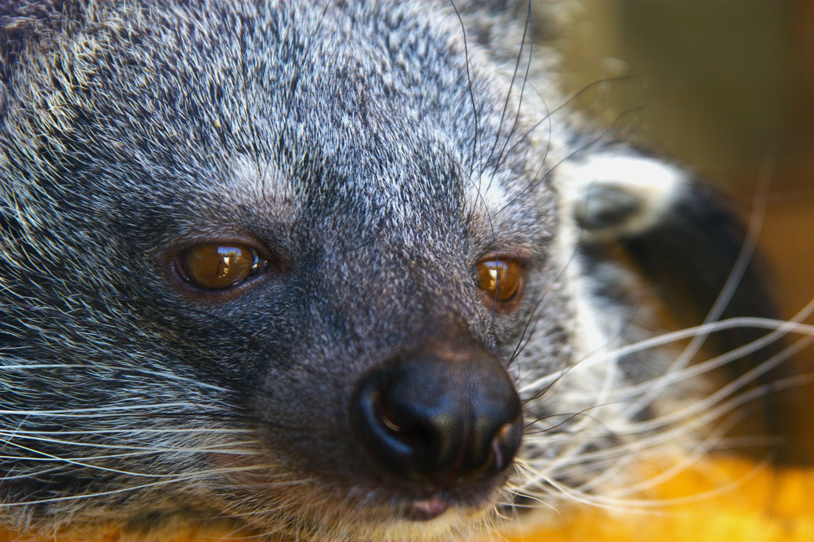 Binturong (Arctictis binturong)