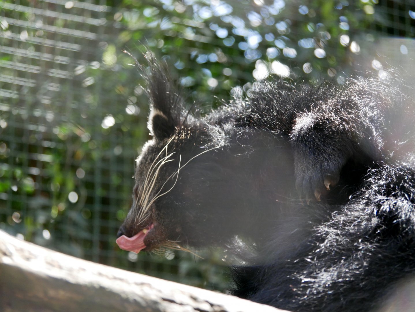 Binturong (Arctictis binturong)